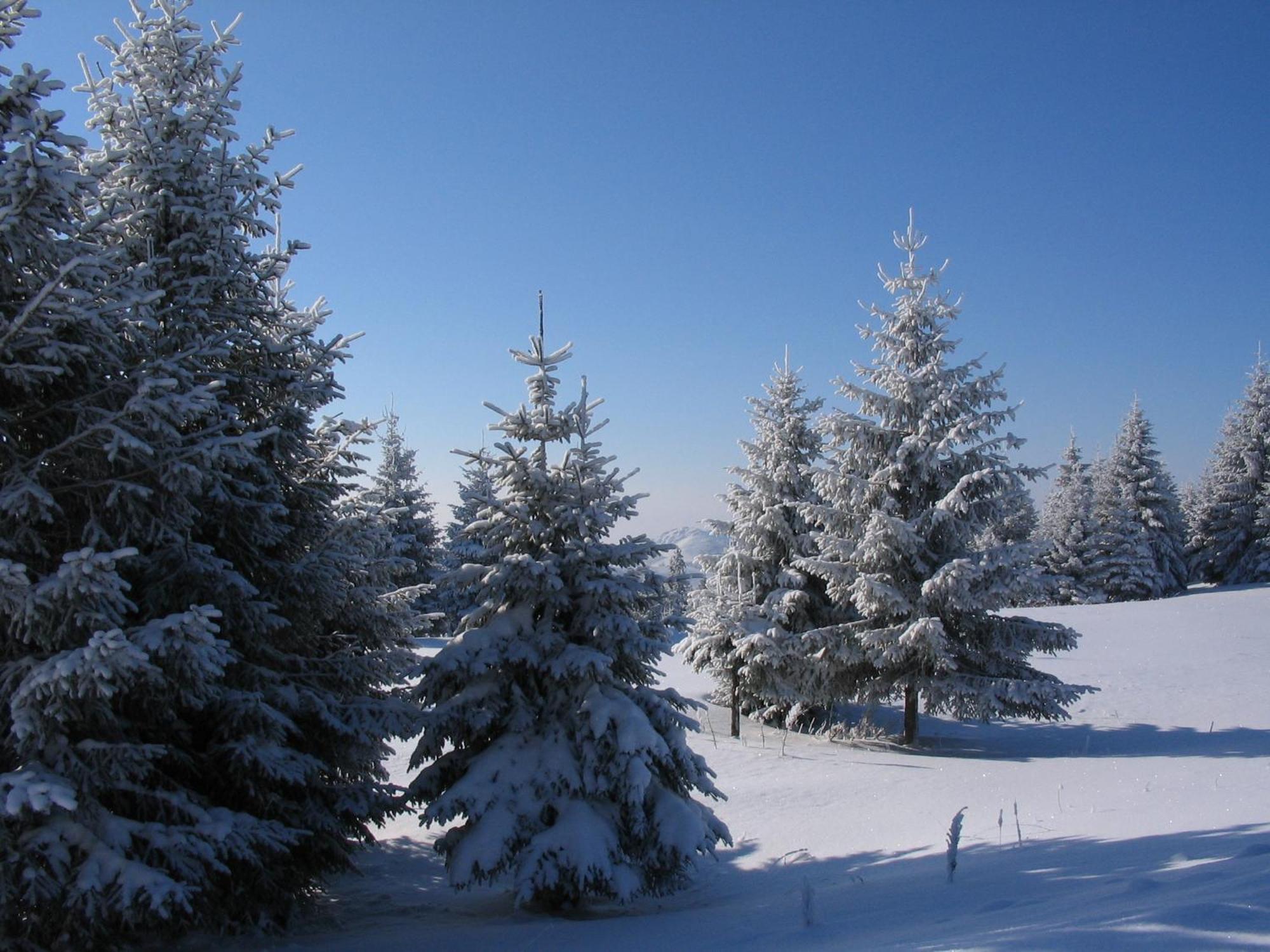 Villa Kostic Kopaonik Dış mekan fotoğraf